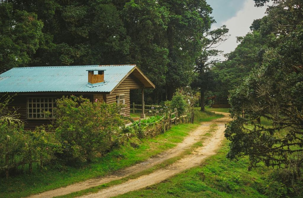 Cabane en bois en lisière de forêt, au bord d’un chemin de terre